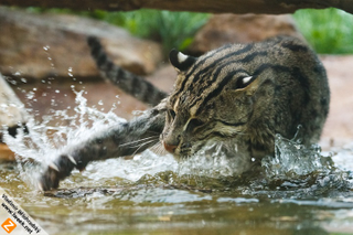 Illustration for article titled Caturday - Prionailurus viverrinus Edition